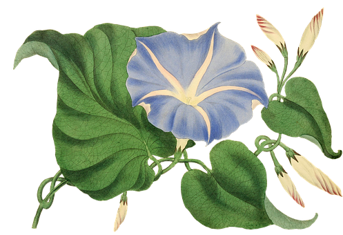 Blue Morning Glory Vintage Illustration