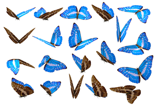 Blue Morpho Butterfliesin Flight PNG with transparent background