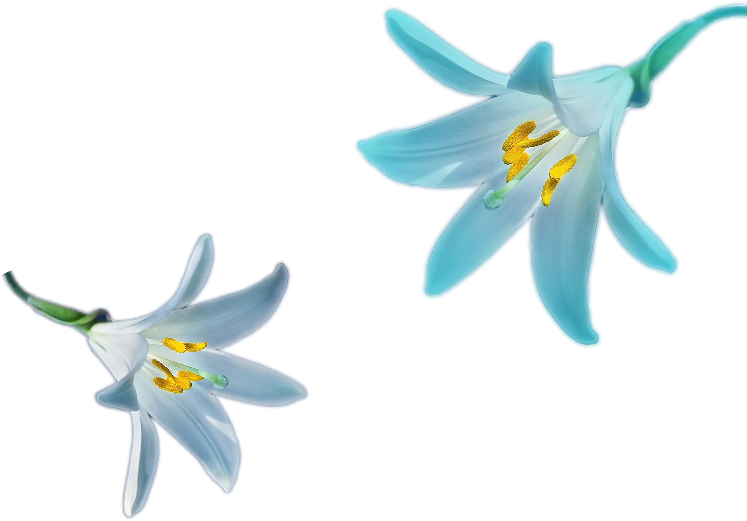 Blue Narcissus Flowers Illustration