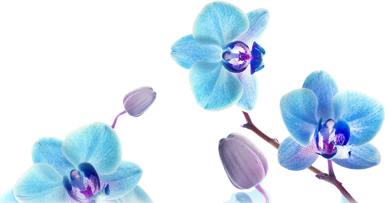 Blue Orchid Blooms Transparent Background