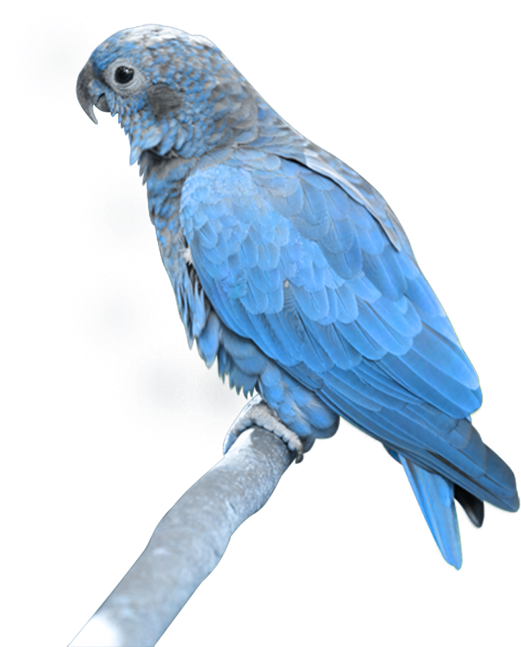 Blue Parrot Png PNG with transparent background