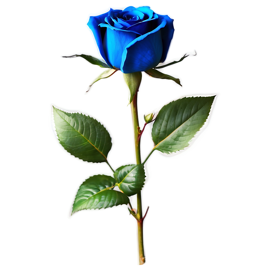 Blue Rose C