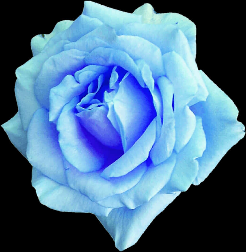 Blue Rose Isolatedon Black Background