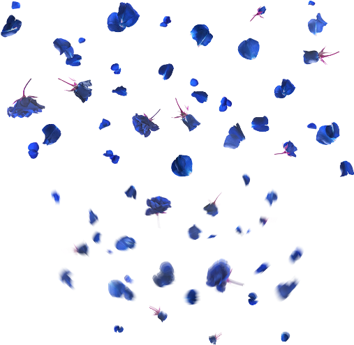 Blue Rose Petals Falling Transparent Background