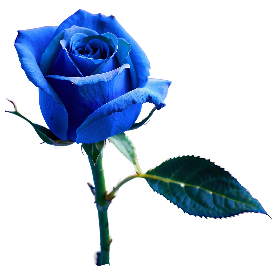 Blue Rose PNG 10 PNG with transparent background