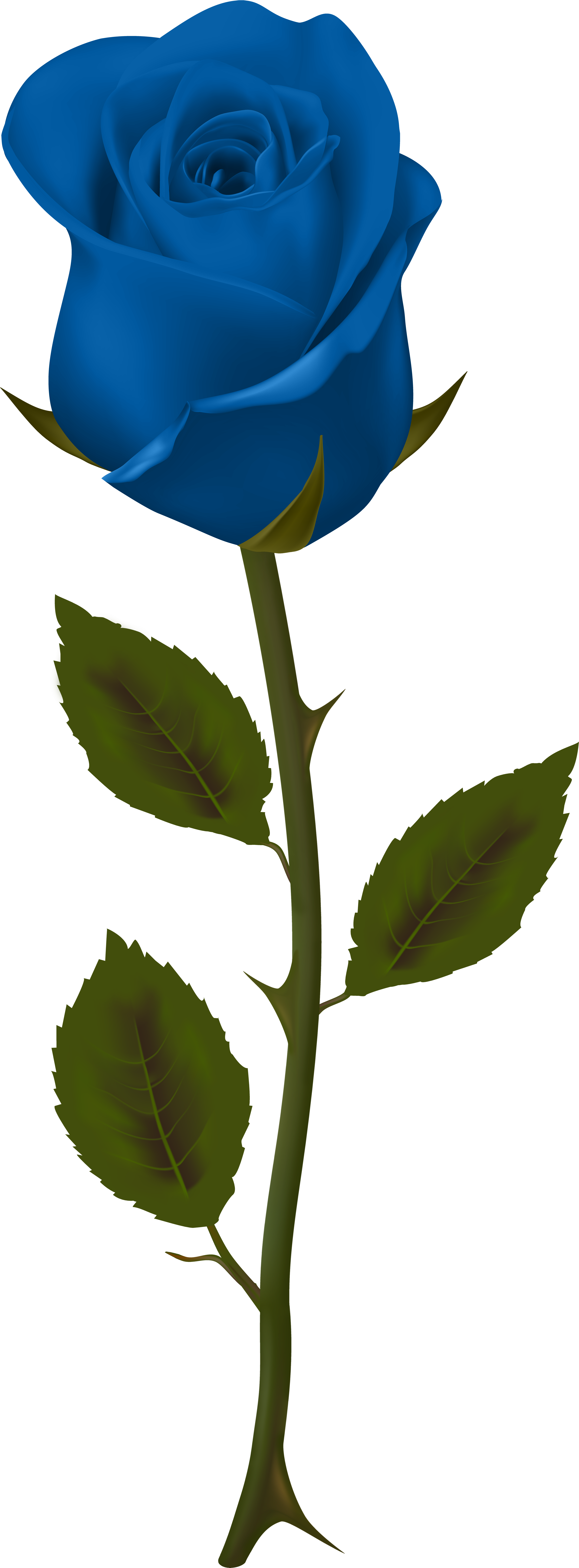 Blue Rose Single Stem Graphic