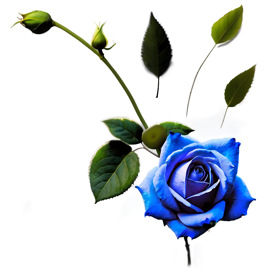 Blue Rose Wallpaper Png 06202024