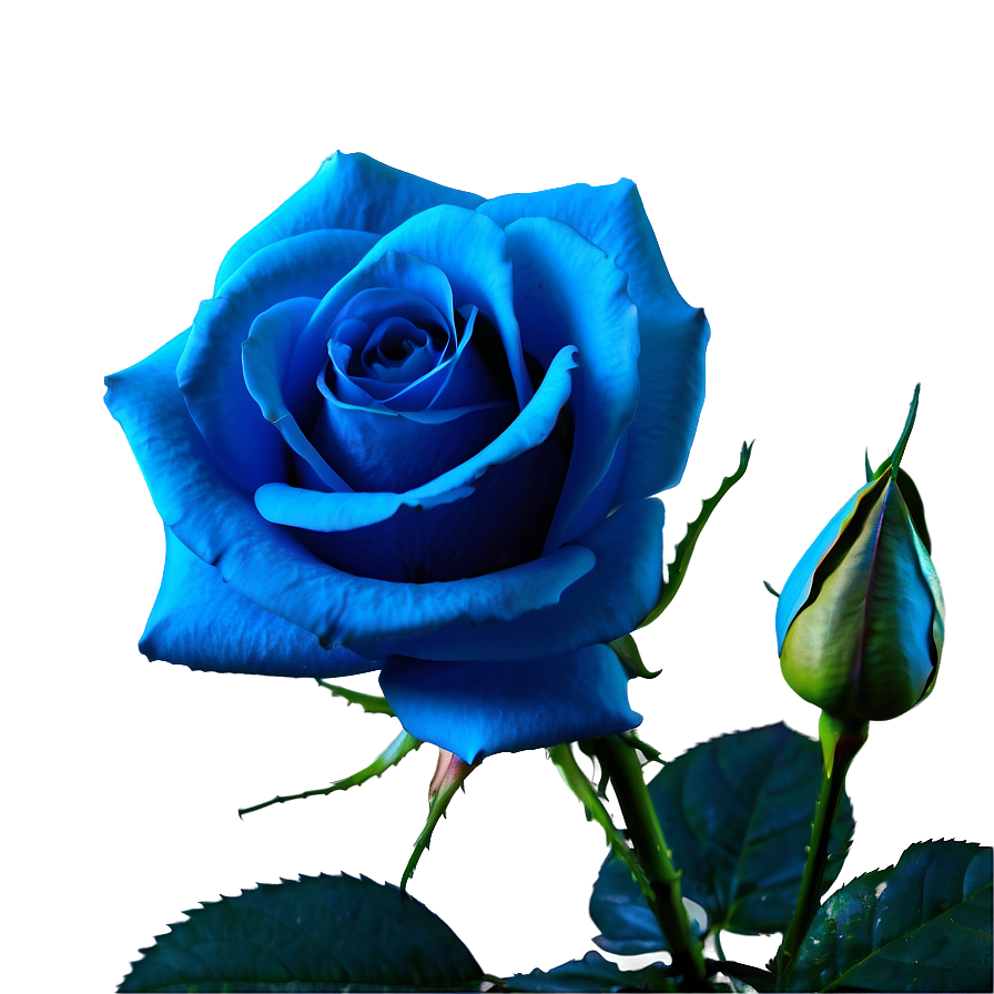 Blue Roses Fantasy Png 68