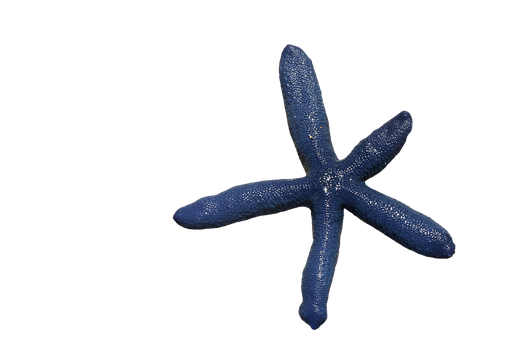 Blue Starfish Black Background