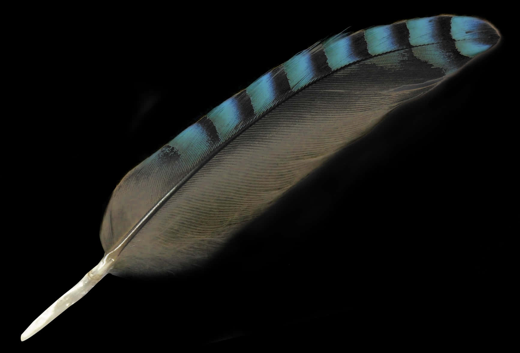 Feather Png Image - Bird Feather Png, Transparent Png PNG with transparent background