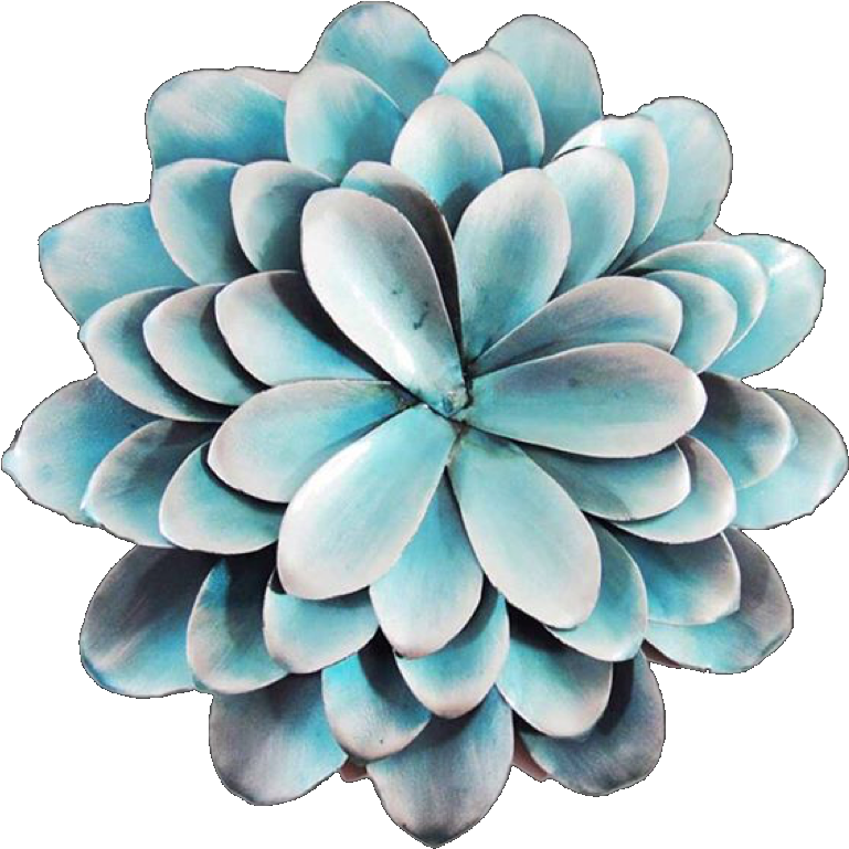 Succulents Png, Transparent Png PNG with transparent background