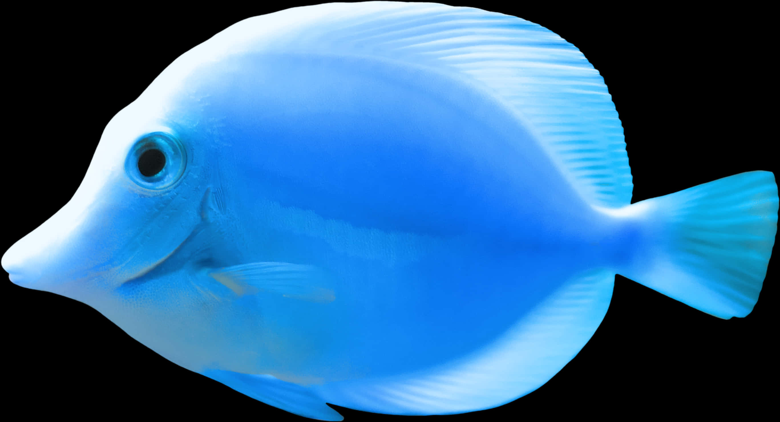 Blue Tang Fish Isolatedon Black