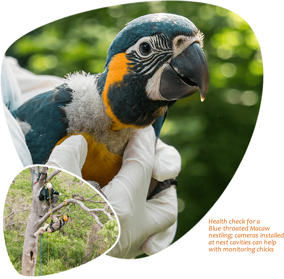 Blue Throated Macaw Health Check PNG with transparent background