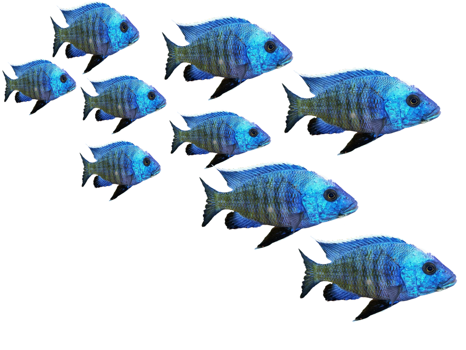 Blue Tropical Fish School.png