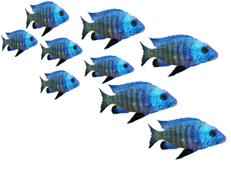 Blue Tropical Fish School900x675 PNG with transparent background