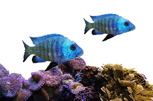 Blue Tropical Fish Swimming Over Coral Reef