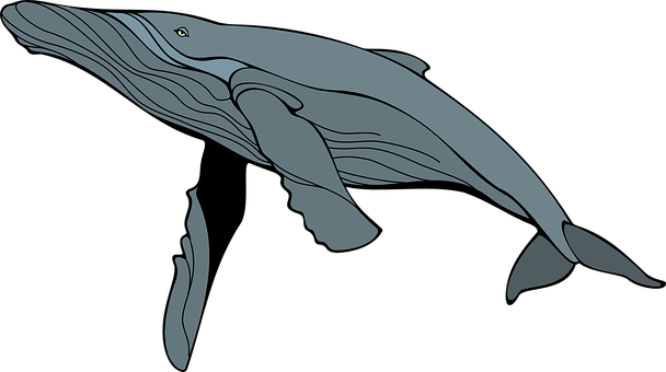 Blue Whale Illustration PNG with transparent background
