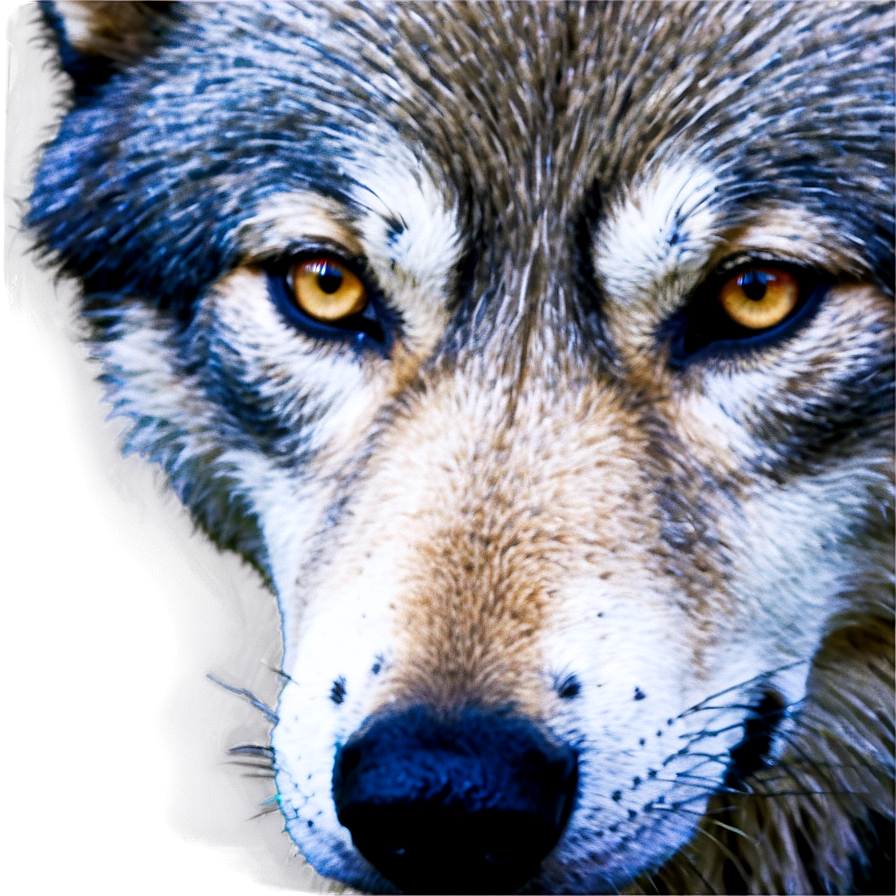 Blue Wolf Eyes Png Mqv12