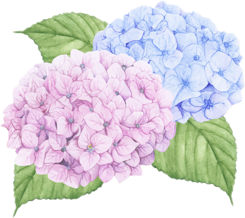#hydrangea #flower #pink #blue #petals #flowerpink - Hydrangea Wall Decals, HD Png Download PNG with transparent background