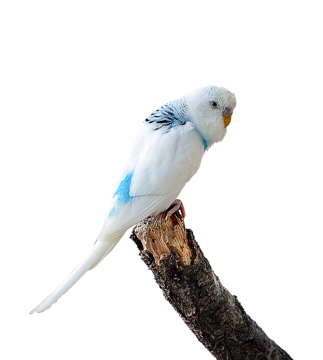 Blueand White Budgerigaron Branch PNG with transparent background