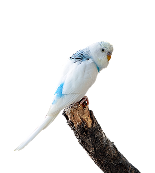 Blueand White Budgerigaron Branch PNG with transparent background
