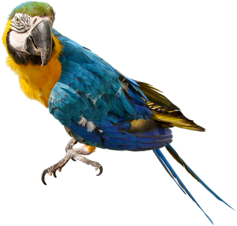 Large Parrot Png Clipart - Parrot Transparent Background PNG with transparent background