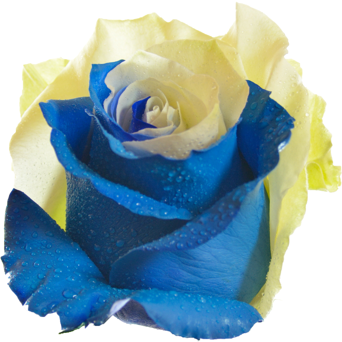 Blue And Yellow Rose Flower Png , Png Download - Yellow And Sky Blue Rose, Transparent Png PNG with transparent background