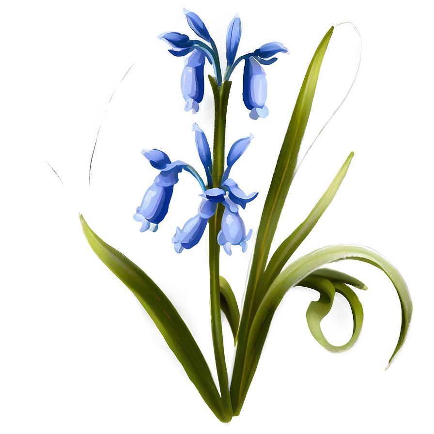 Bluebell Flower Transparent Png 05252024