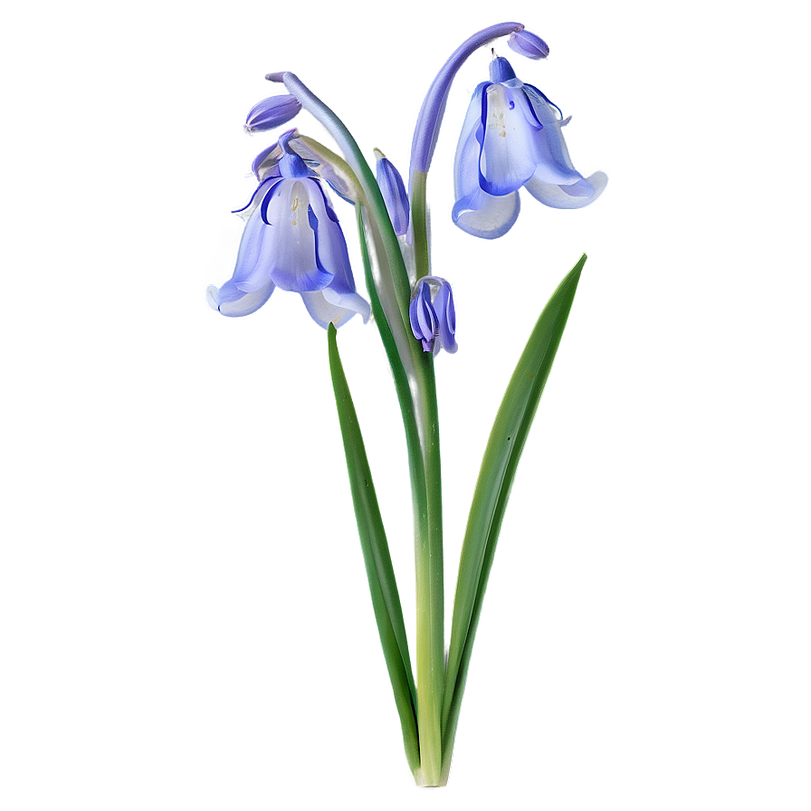 Bluebell Flower Transparent Png 27