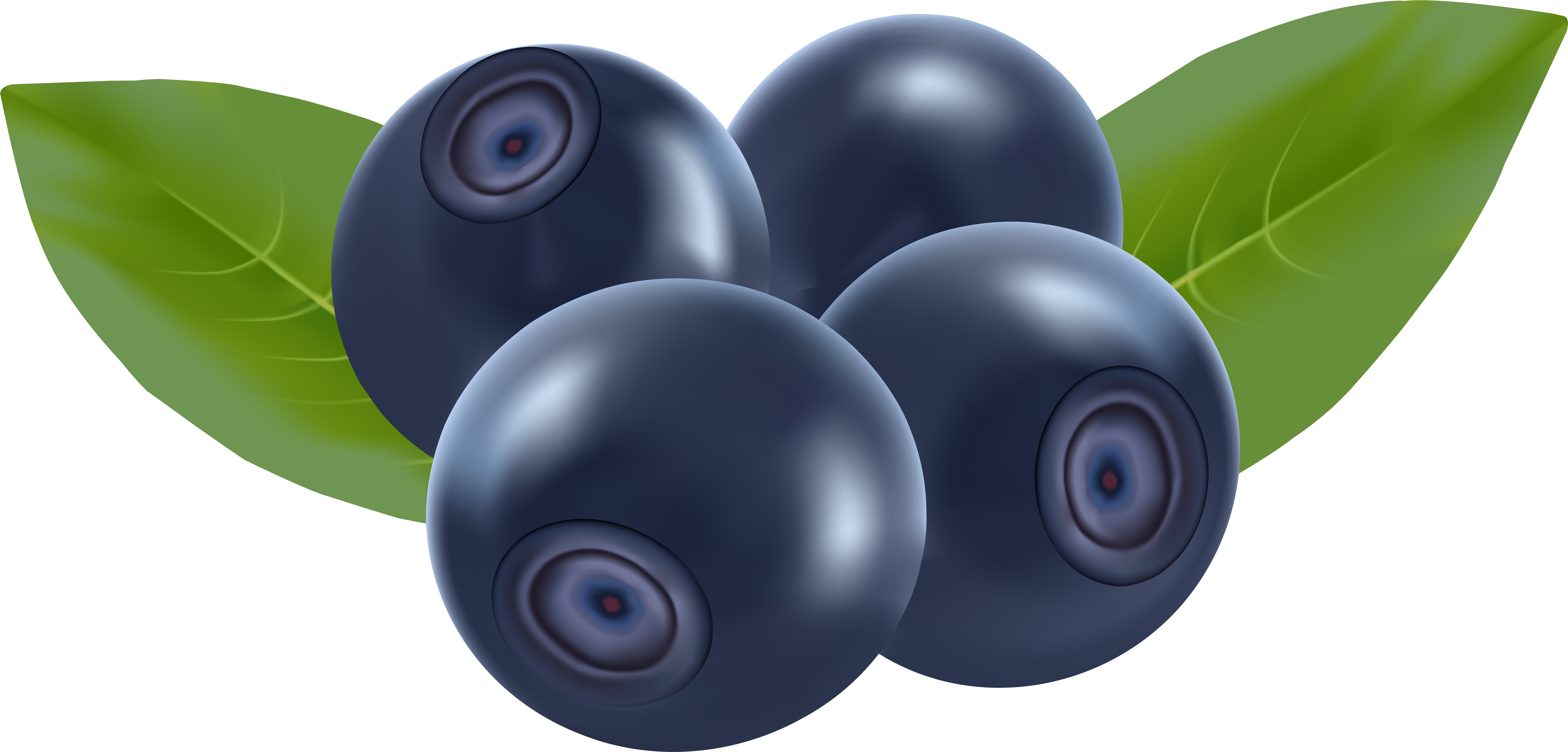 Blueberries Clipart Illustration