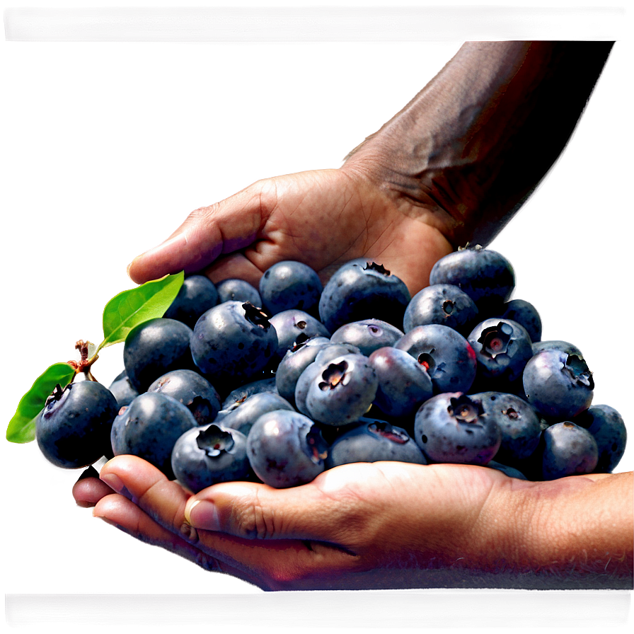 Blueberries In Hand Png 89