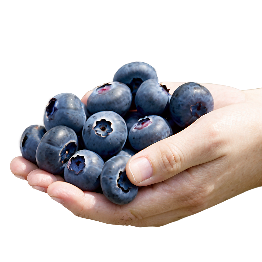 Blueberries In Hand Png Yjw