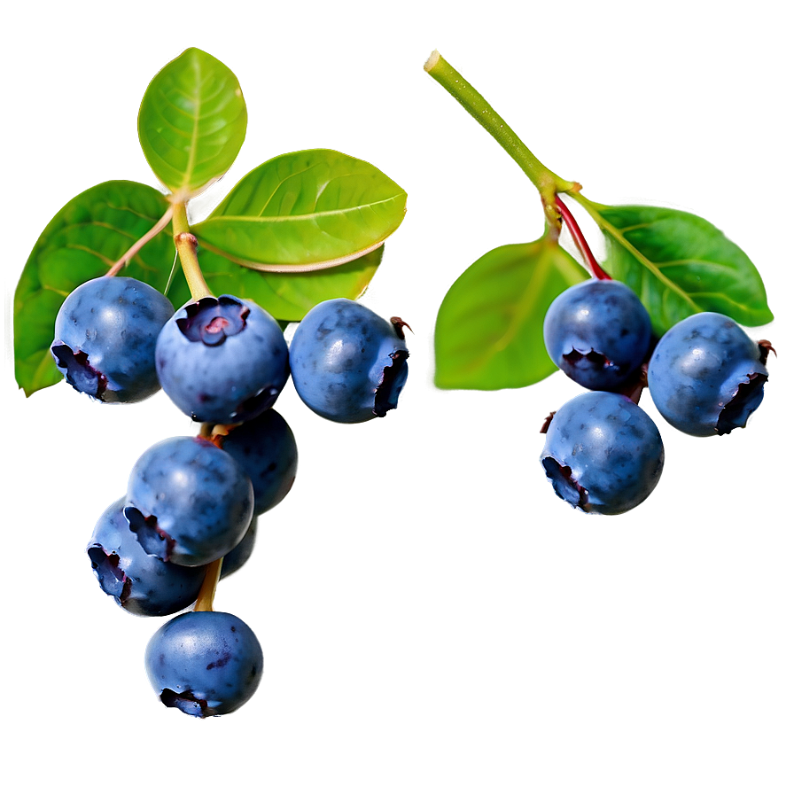 Blueberries On Tree Png 30