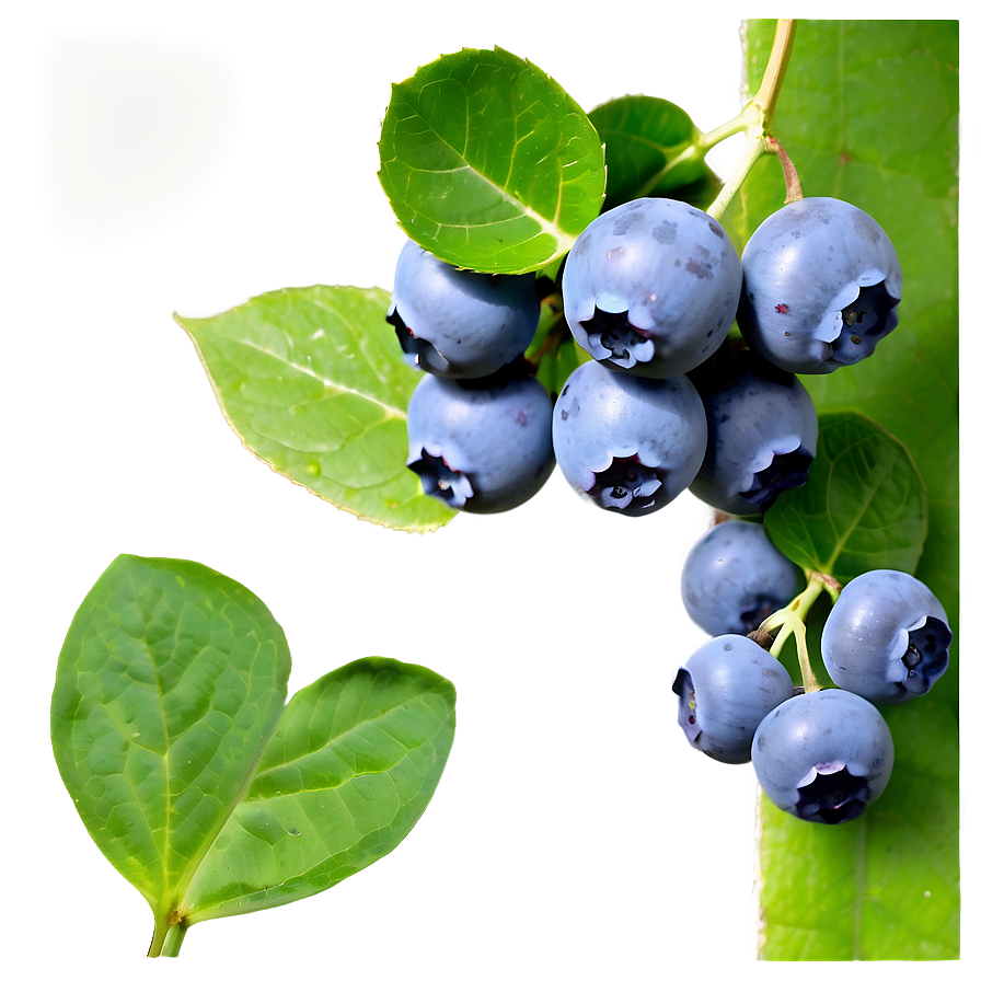 Blueberries On Vine Png Sdl