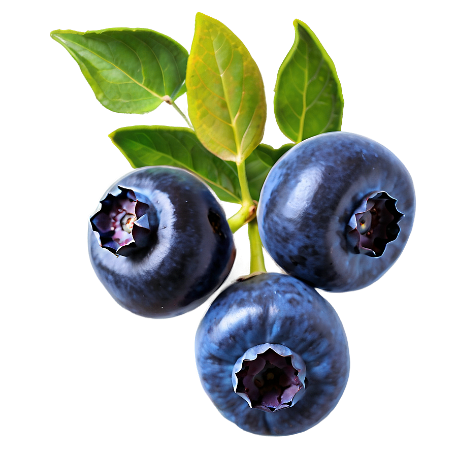 Blueberries With Leaves Png 05242024