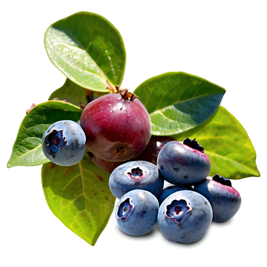 Blueberry Bush Bounty Png 4