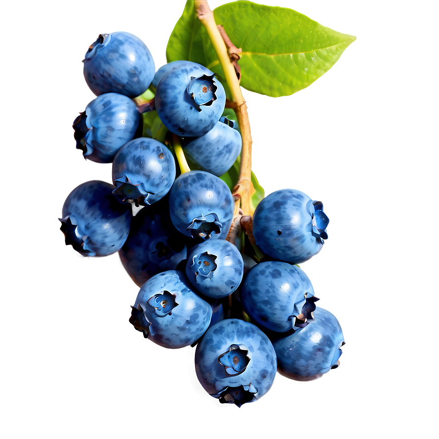 Blueberry Cluster PNG 05242024 PNG with transparent background