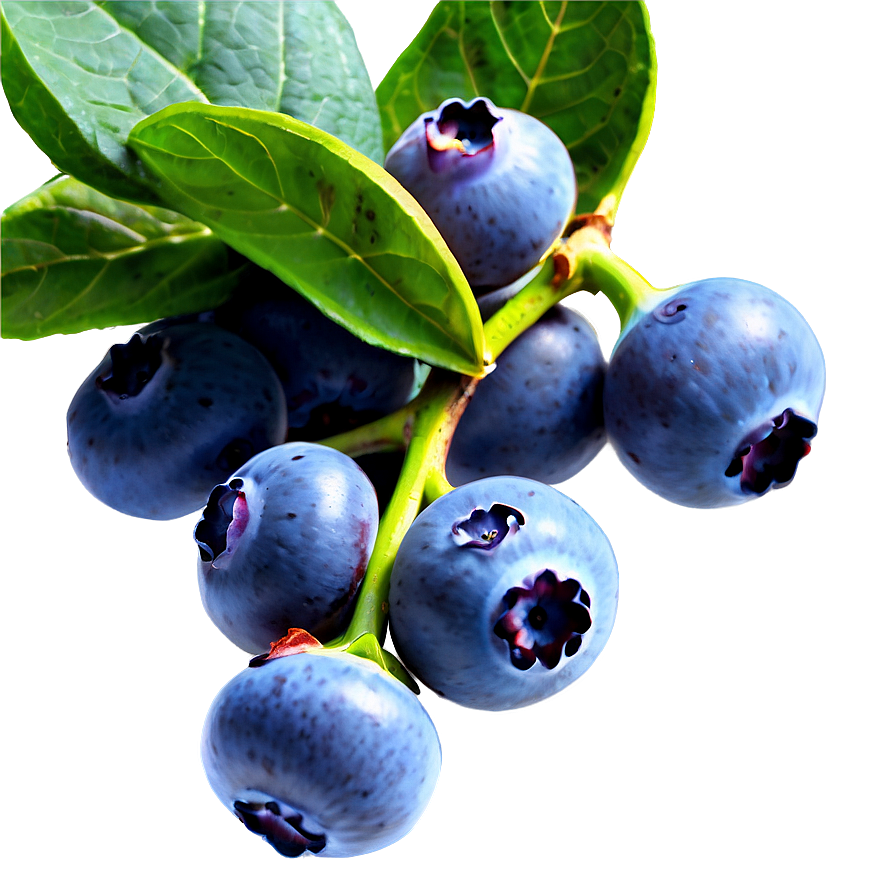 Blueberry Field PNG iat PNG with transparent background