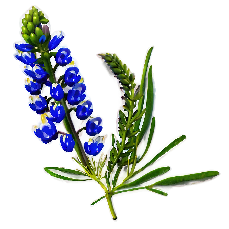 Bluebonnet A