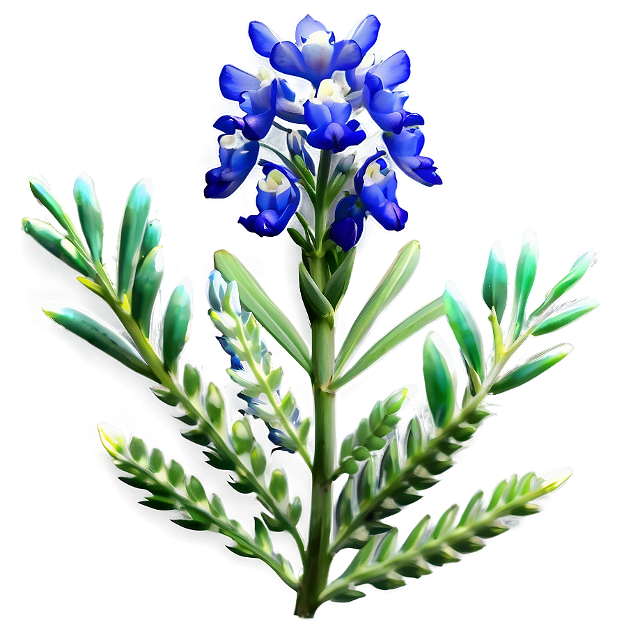 Bluebonnet At Dusk Png Qxf80