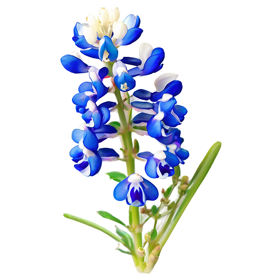 Bluebonnet Botanical Art Png 81