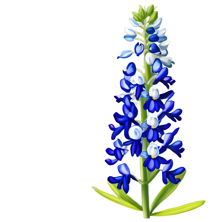 Bluebonnet D