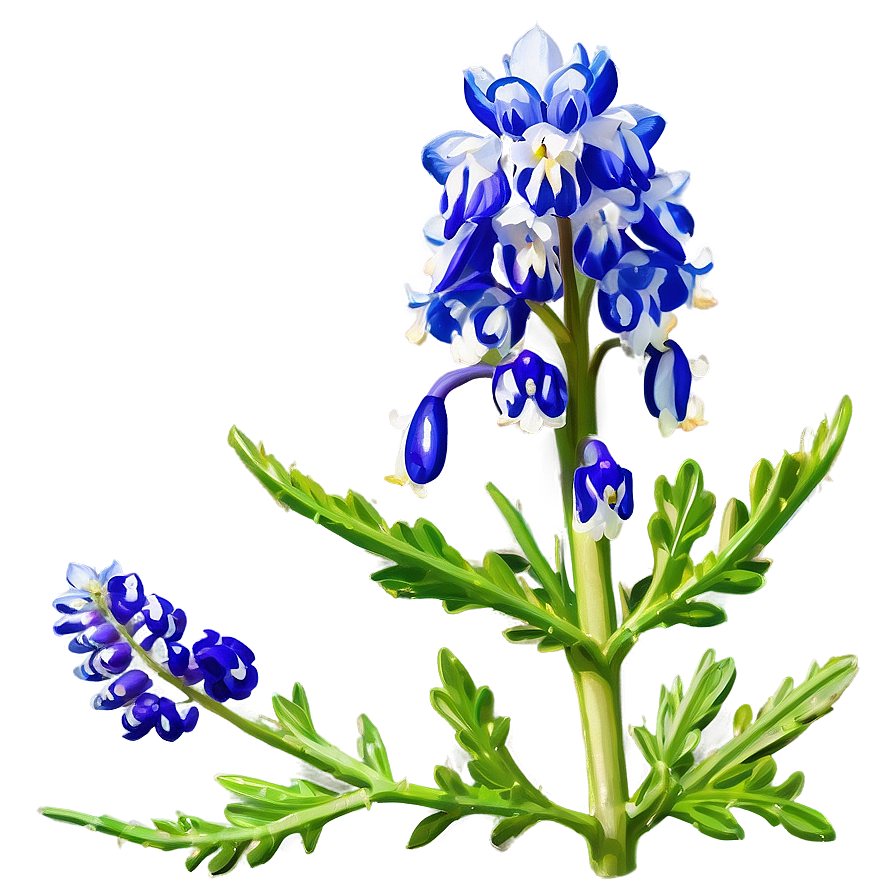 Bluebonnet In Soft Light Png Jpn73