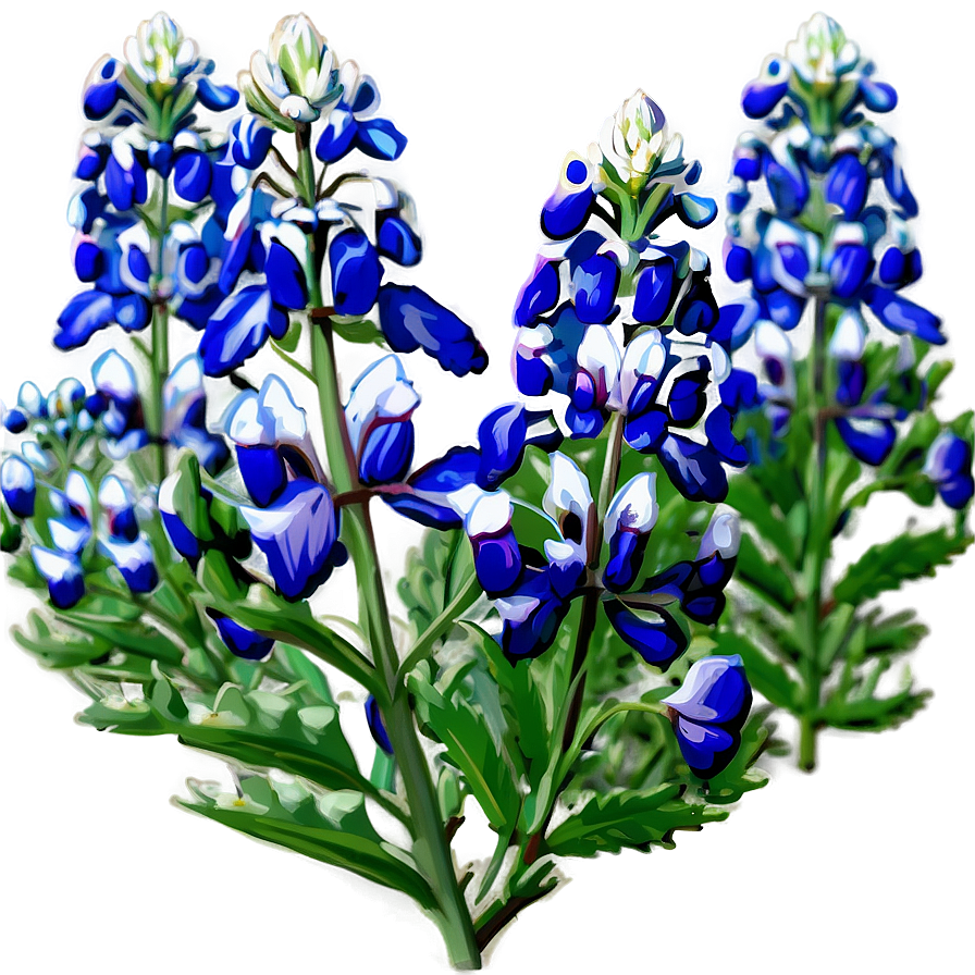 Bluebonnet Natural Habitat Png 06272024