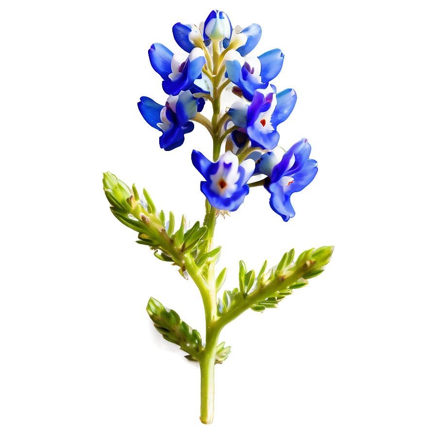 Bluebonnet With Blue Sky Png 06272024