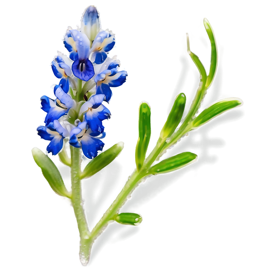 Bluebonnet With Dew Drops Png 06272024