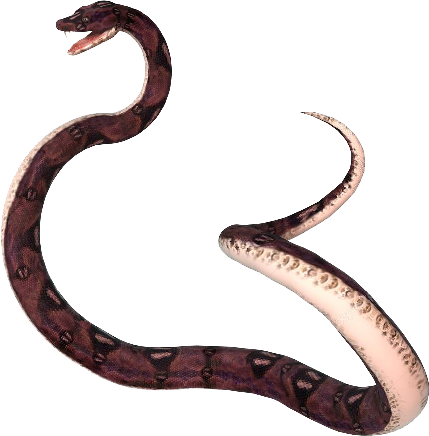 Boa_ Constrictor_ Transparent_ Background.png