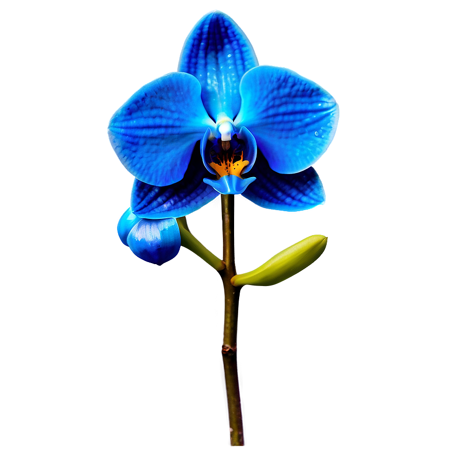 Bold Blue Orchid Png 06252024