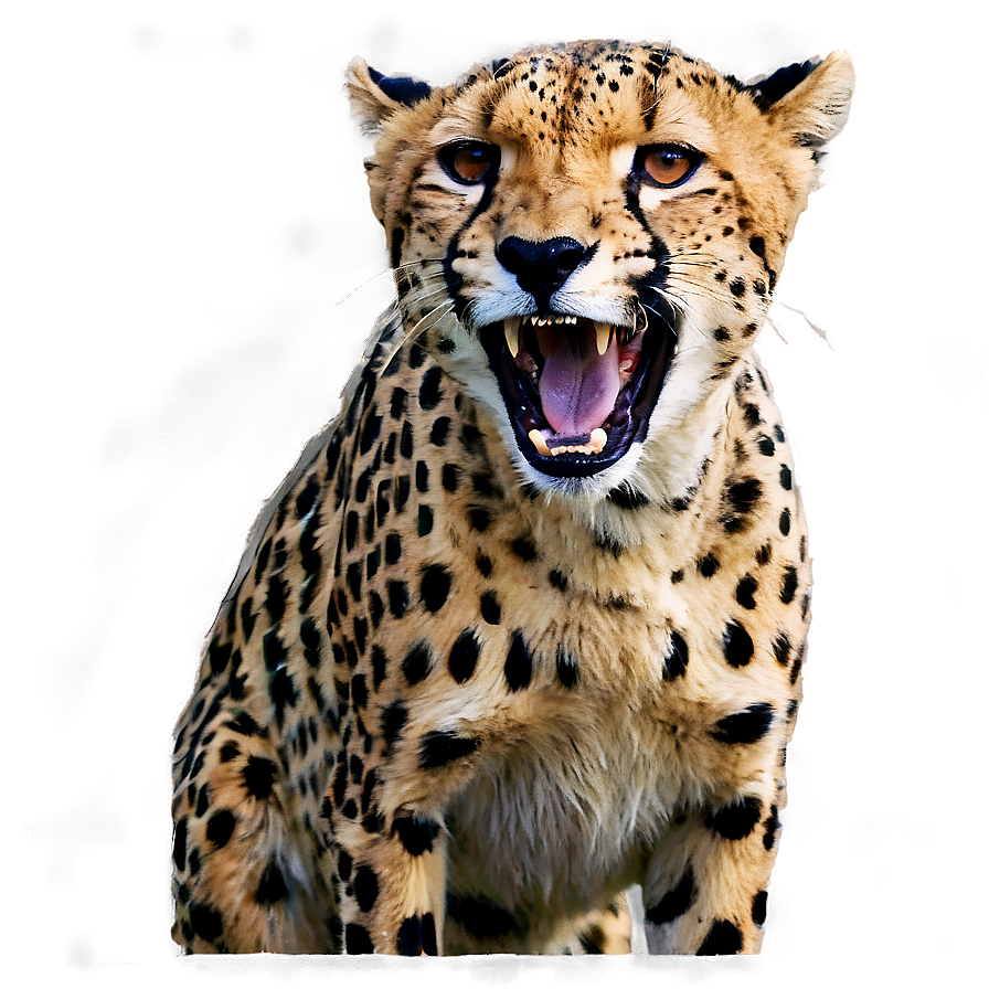 Bold Cheetah Roar Png 8