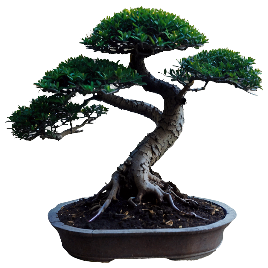 Bonsai Plant Png 20